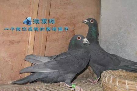 不怕人的鸽子好不好