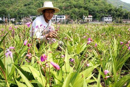 湖南适合种植白芨几年