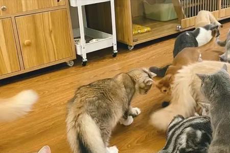 长期养猫咪的人会怎么样