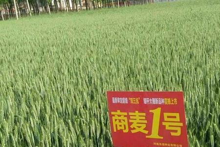 小麦硬度多少克