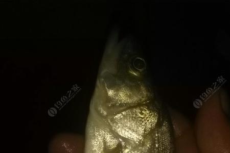 钓梭鱼挂青蚕的方法