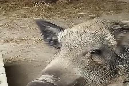 野猪什么时候生孩子