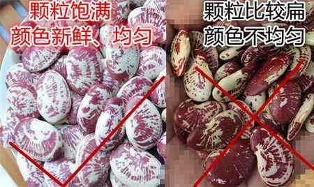 小熊猫豆和斑马豆的区别