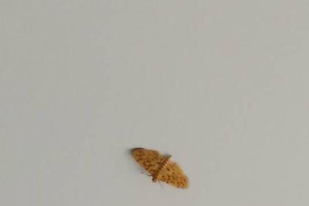 蛾子会装死吗