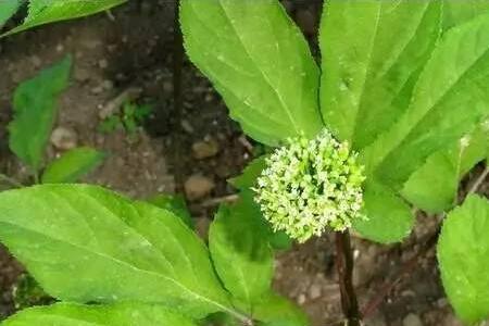 人参开花的时候可以挖吗