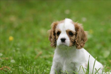 查尔斯王小猎犬优缺点