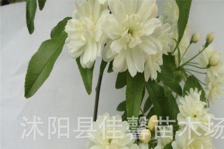 十里香怎样移栽成活率高