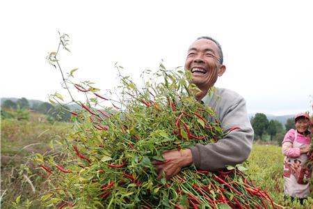 工业辣椒为什么要去云南种