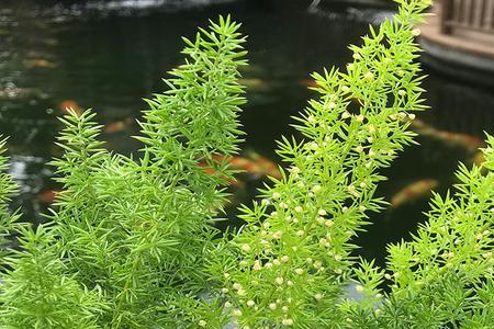 天门冬叶子有毒吗