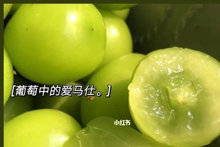 秋天种晴王可以吗