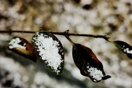 像米粒的雪叫什么雪