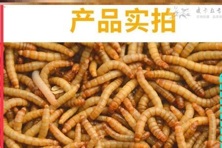鸟食生虫怎么办