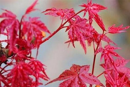 红枫如何控制高度