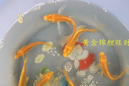锦鲤鱼苗能养多大