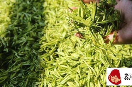 茶叶黄香萝是黄金芽吗