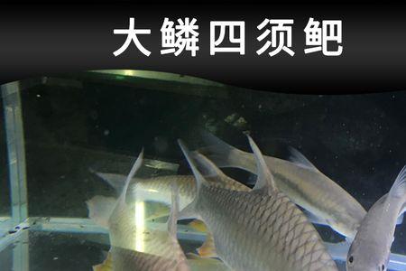 泰国鲫鱼需要加热棒吗