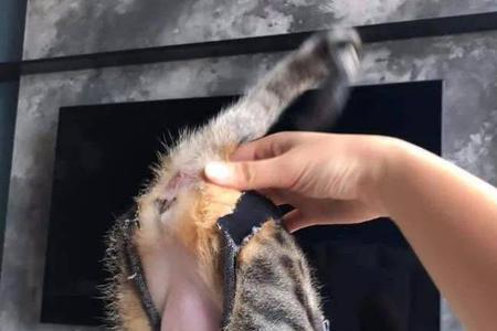 母猫没钱做绝育怎么办