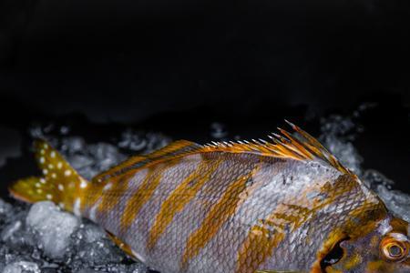 三刀鱼属于海水鱼吗