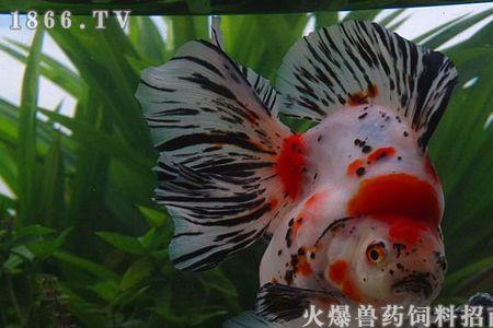 鎏金金鱼的品种