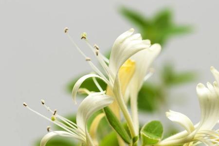 金银花的花朵能种出金银花吗