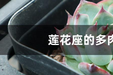 莲花座多肉寓意