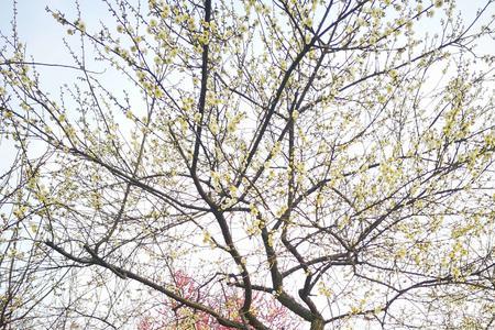 磨山梅花什么时候开