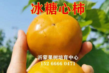 白柿品种介绍
