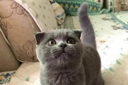蓝猫是要选活泼的还是温和的