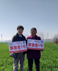 赛德麦5号审定公告