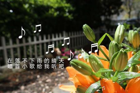 像乐器的花