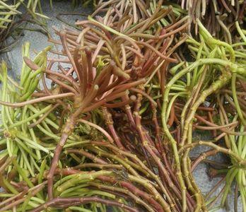 菱角根茎放冰箱怎么保存