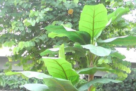 芭蕉树多久可以长大