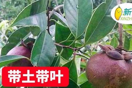 山竹适合湖北种植吗