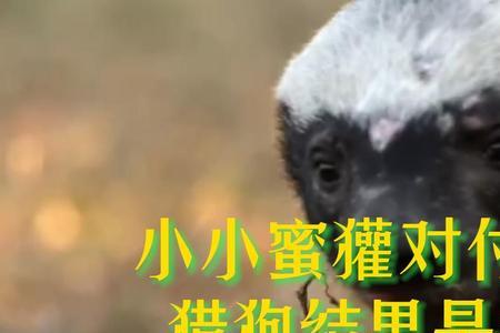 蜜獾的诗句