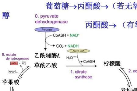 乳酸转化为丙酮酸耗能吗