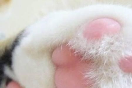 猫的瓜子像什么