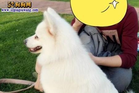 银狐12斤正常吗