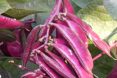冬豆种植行距