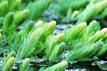 水生植物有哪些比较常见的