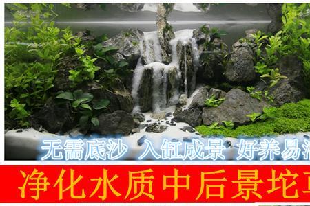 鱼缸放绿菊为什么水质败坏