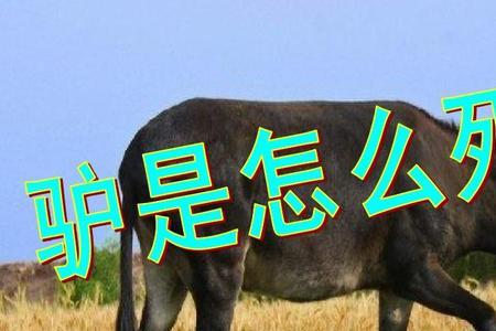 马死是什么意思网络用语
