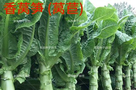 三青莴笋可以自留种吗
