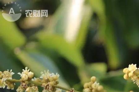 桂圆花是什么颜色