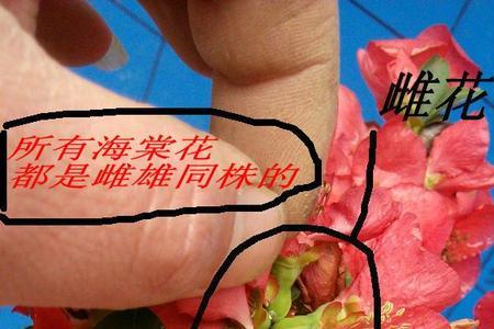 东洋锦开几种额色花