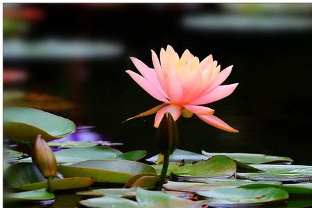 镜中月水中花什么意思