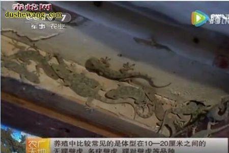 养一千只壁虎的利润