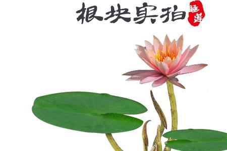 水芙蓉根太长了可以剪吗
