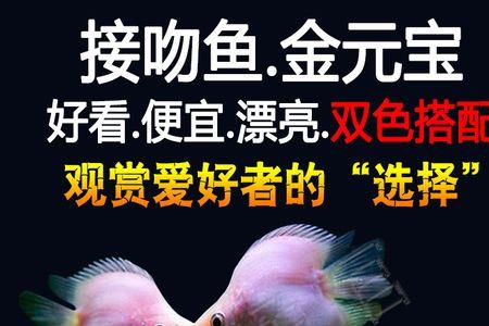 红狮可以跟亲嘴鱼一起养
