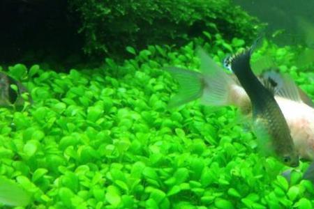 水芙蓉溶叶怎么回事