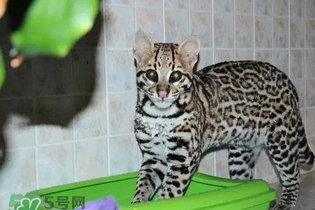 山狸和豹猫的区别